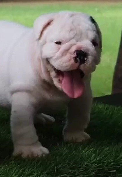 Purchase KCI Registered English bulldog Puppy from Kolkata